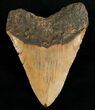 Giant Megalodon Tooth #6666-2